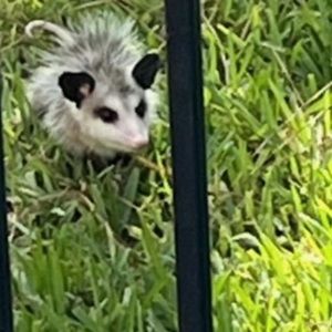 Meet your Posher, Karen